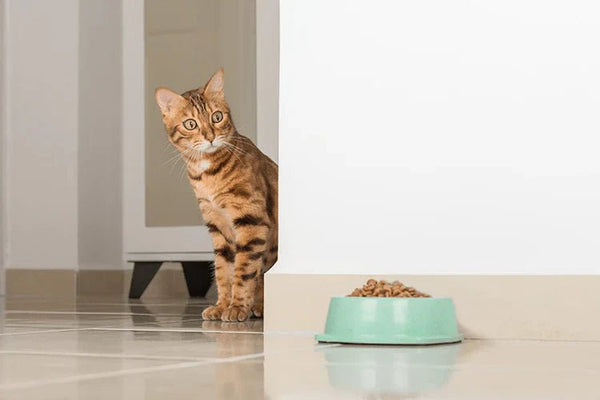 Best Low-Maintenance Pets for Apartment Living - Meowant