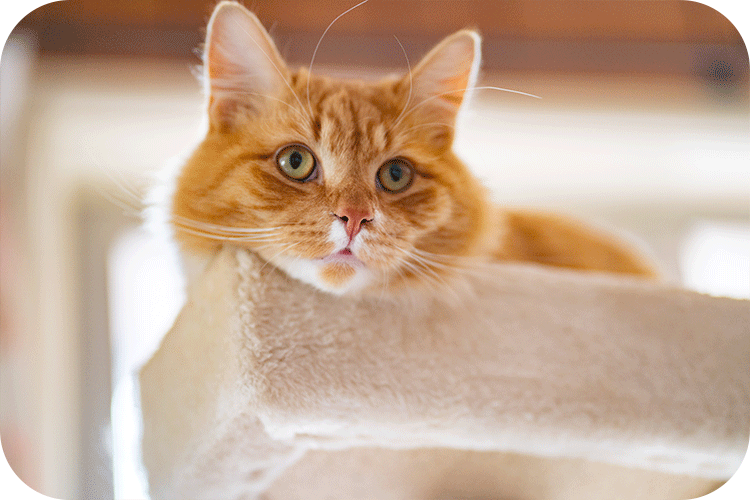 Blood in Cat Poop: Causes, Solutions, and How Cat Litter Box Can Help - Meowant