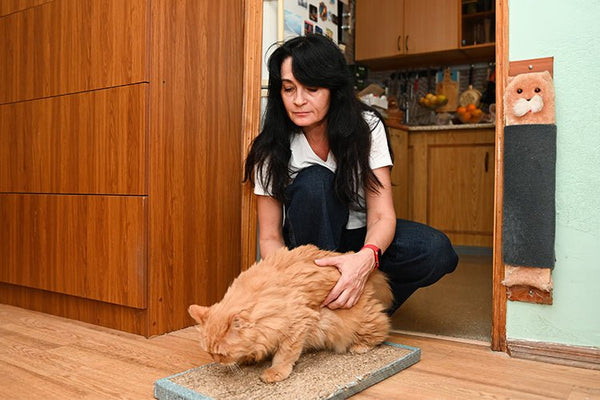 Bringing Your Cat Home for the First Time: When to Set Up the Cat Litter Box - Meowant