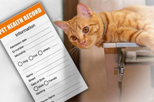 Can Cats Get Sick from a Dirty Litter Box? - Meowant