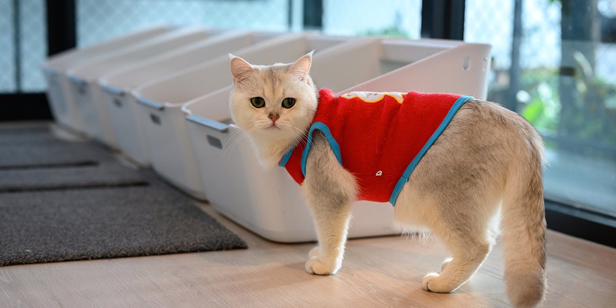 Can Multiple Cats Use a Self-Cleaning Litter Box? - Meowant