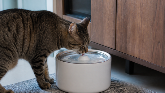 Cat drinking from a water fountain at home