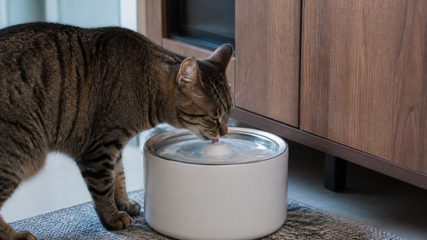 Cat drinking from a water fountain at home