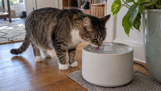 Cat drinking from a water fountain at home