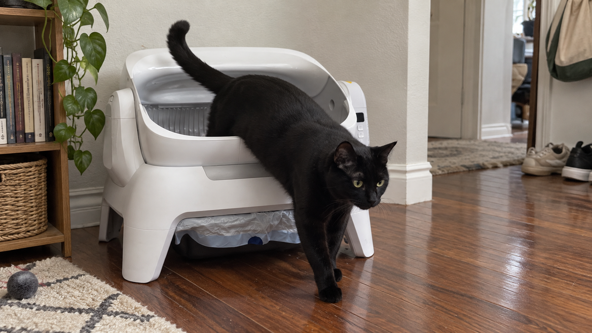 Black cat stepping out of a still open-top automatic litter box