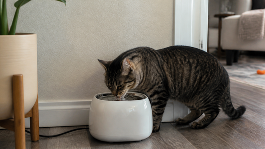 Cat drinking from a water fountain at home