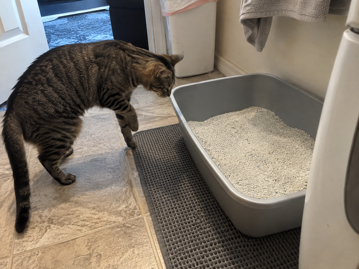 Tabby cat pausing with one paw raised beside a litter box filled with newly changed litter
