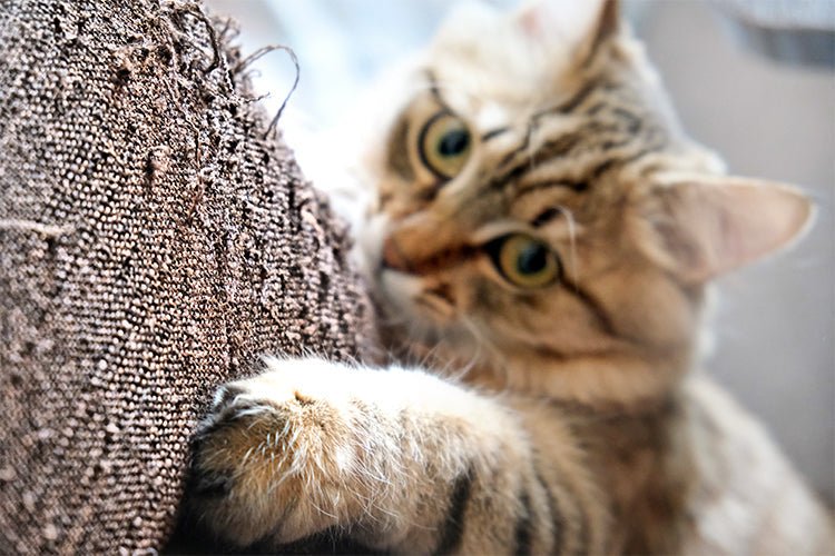 Cat Litter Box Issues: Why Your Cat Scratches the Walls and Floors Around It - Meowant