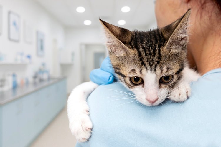 Cat Litter Box Red Flags: When Unusual Urine Color and Smell Mean a Vet Visit - Meowant