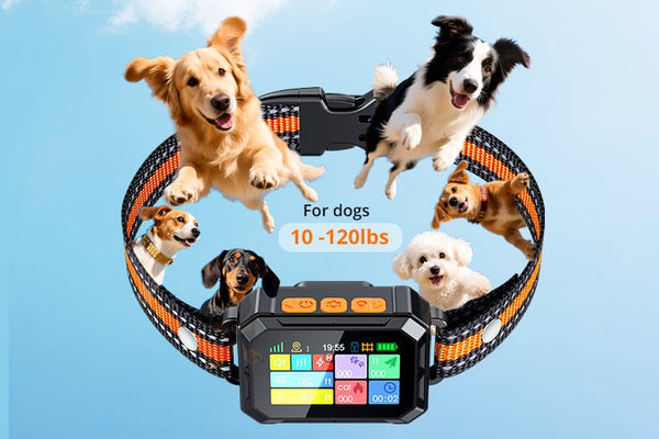 Do GPS Dog Fences Work? - Meowant