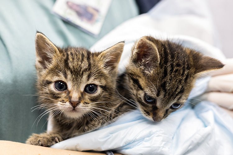 Does Cat Litter Really Affect Cat Health or Comfort - Meowant