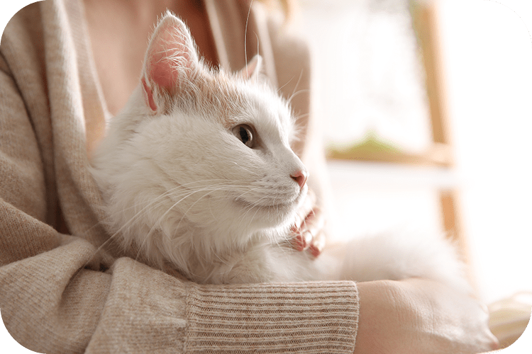 Enhancing Senior Cat Comfort With the Best Low-Entry Litter Box - Meowant