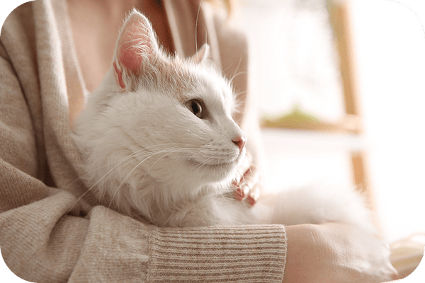 Enhancing Senior Cat Comfort With the Best Low-Entry Litter Box - Meowant