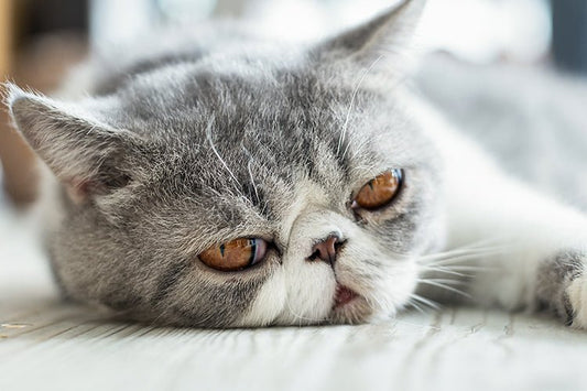 Exotic Shorthair Litter Box Buying Guide - Meowant