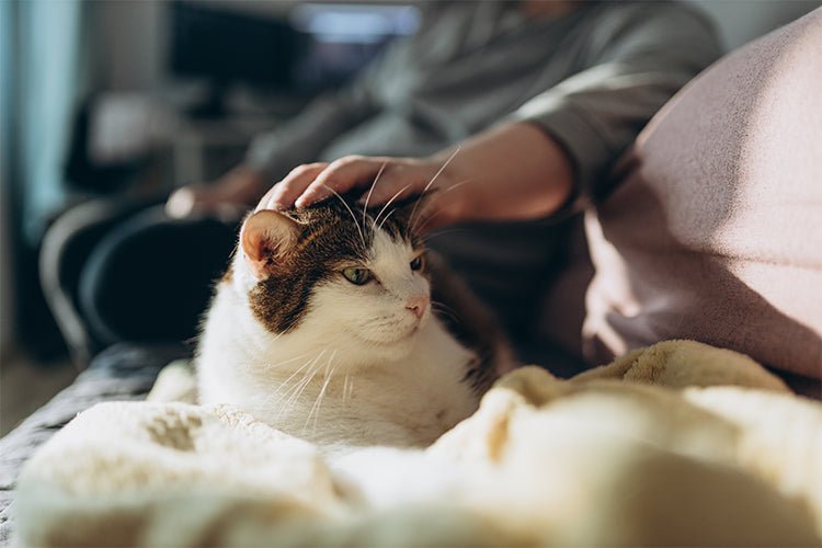 Feline Separation Anxiety: Causes, Symptoms and Solutions - Meowant