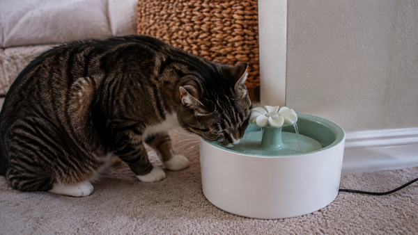 Tabby cat drinking from a white and green water fountain indoors