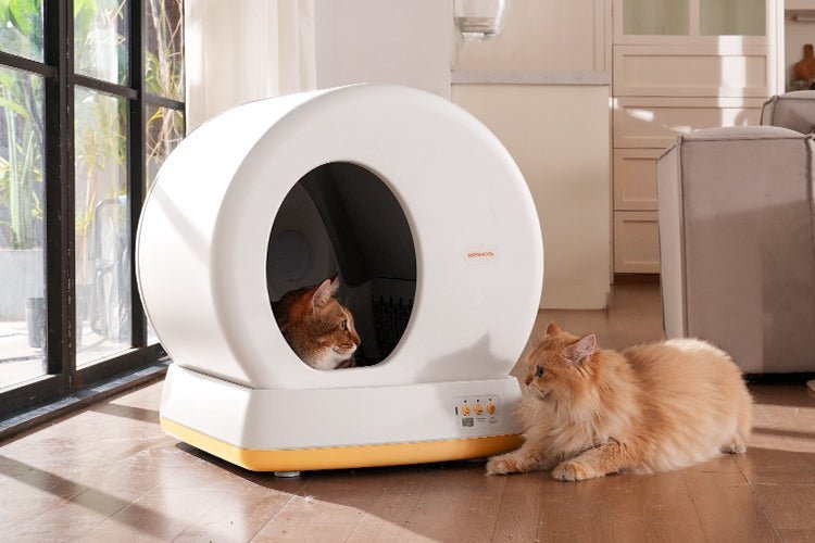 Find the Perfect Indoor Cat Litter Box and the Right Spot - Meowant