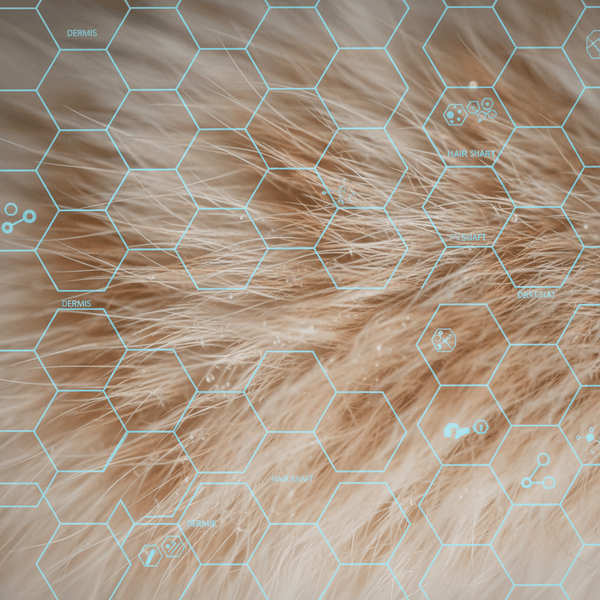Hormonal Regulation: How Testosterone Affects Allergen Production - Meowant