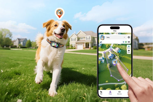 How a GPS Wireless Dog Fence Keeps Your Dog Safe Without Limiting Freedom - Meowant
