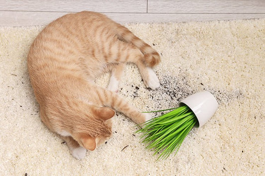 How a Self-Cleaning Cat Litter Box Helps Reduce Odors at Home - Meowant