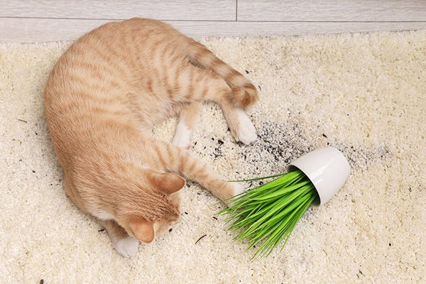 How a Self-Cleaning Cat Litter Box Helps Reduce Odors at Home - Meowant