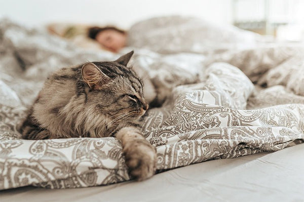 How a Smart Litter Box Can Detect Early Signs of Cat Illness - Meowant