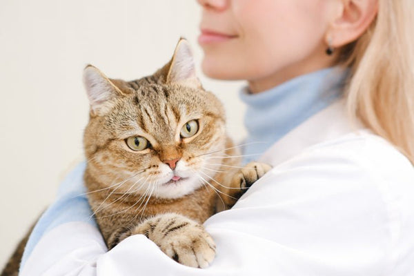 How do Cats Get Urinary Tract Infections - Meowant