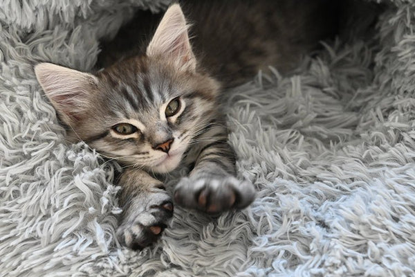 How Do Cats Know to Use a Cat Litter Box? - Meowant