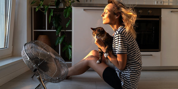 How Do You Keep Pets Safe in Extreme Heat? - Meowant
