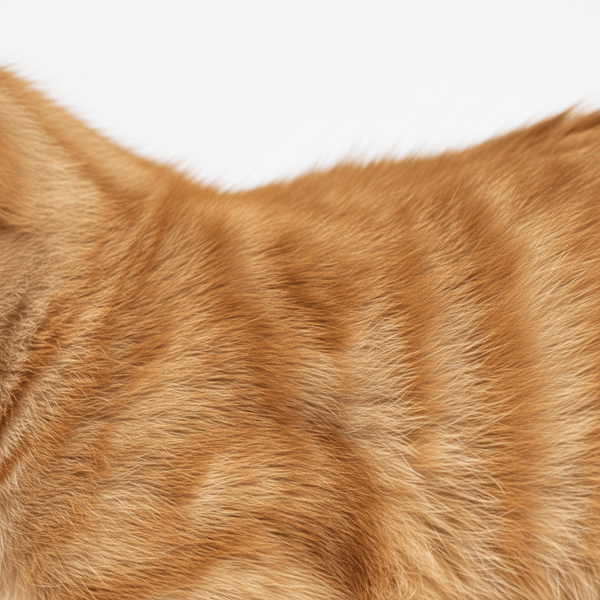 How Environmental Allergens Disrupt the Feline Skin Barrier - Meowant
