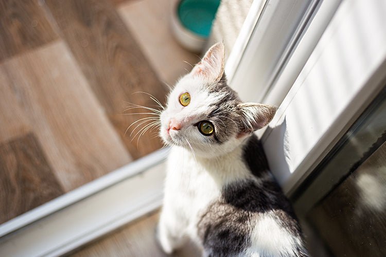 How Long Can Cats Stay Home Alone Safely - Meowant