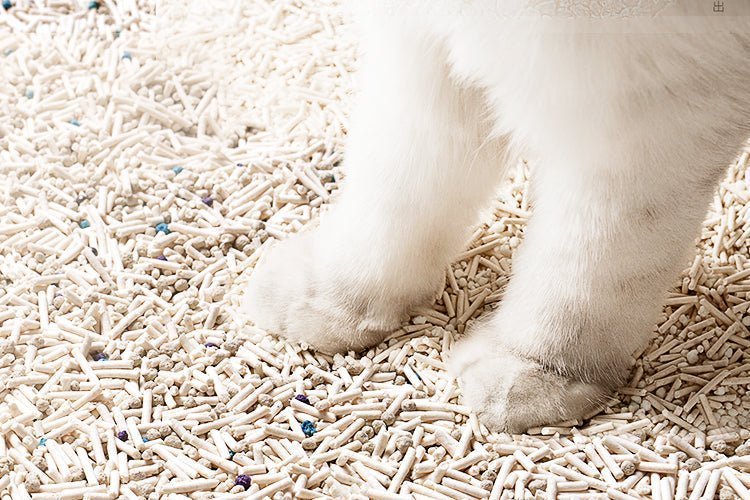 How Much Cat Litter Should You Use For Your Cat? - Meowant