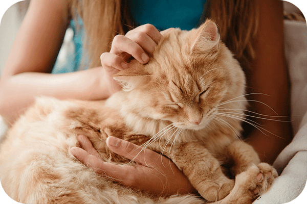 How to Choose the Best Cat Litter Box for Senior Cats - Meowant