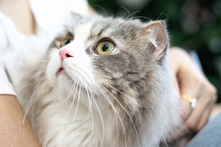 How to Choose the Right Litter Box for a Long-Haired Cat - Meowant