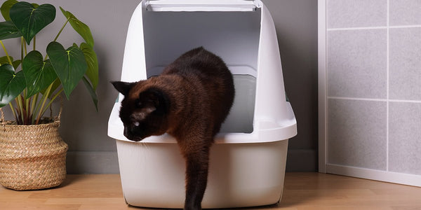 How to Choose the Right Litter Box for Your Cat - Meowant