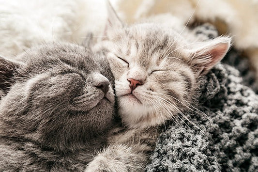 How to Choose the Right Litter Box Size for Your Cat - Meowant
