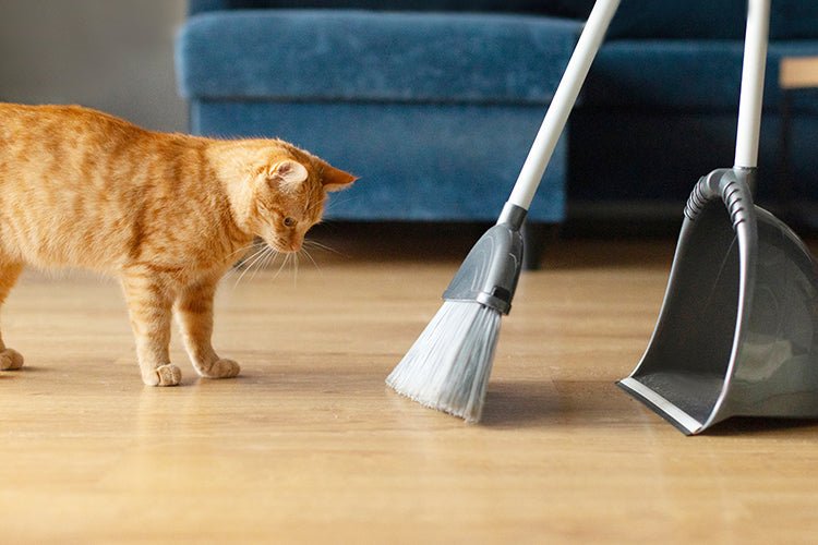 How to Clean &amp; Sanitize Your Cat Litter Box - Meowant