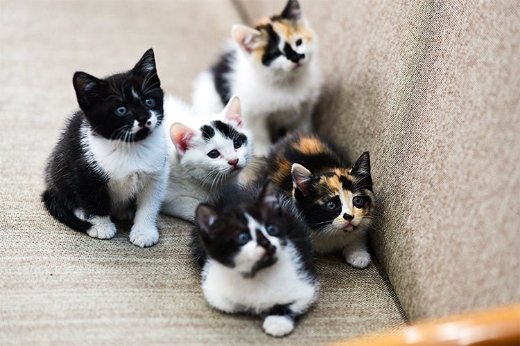 Five kittens sitting together on a beige sofa in a multi-cat home
