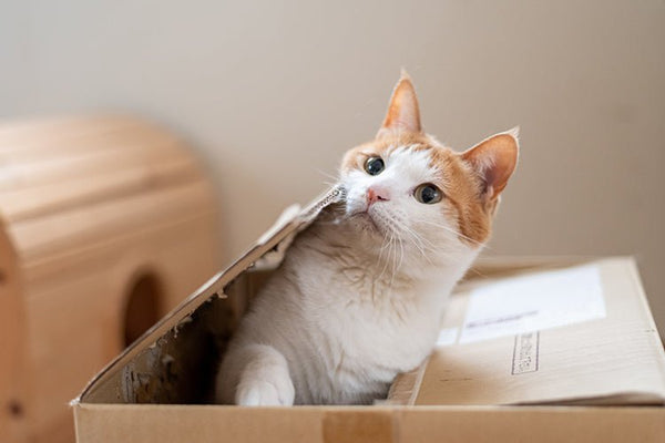 How to Create a Secure Litter Box Environment for Your Socially Anxious Cat - Meowant