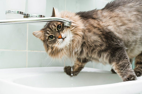 How to Encourage Your Cat to Drink More Water Naturally - Meowant