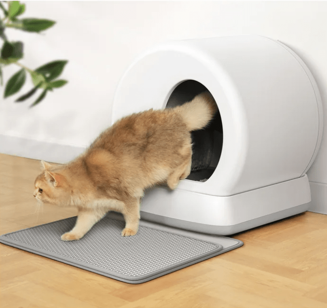 How to Get Your Cat Used to the Self-Cleaning Litter Box? - Meowant