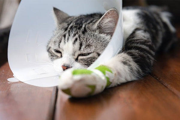 How to Help a Rescue Cat Adjust to a New Litter Box - Meowant