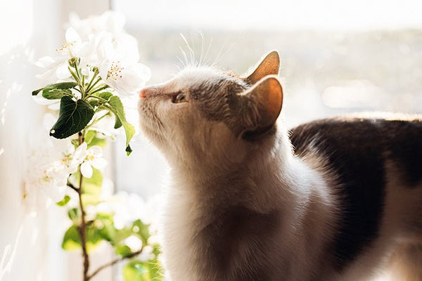How to Keep Your Home Smelling Fresh With Multiple Cats - Meowant