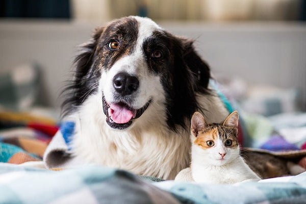 How to Manage Cat and Dog Living Together Without Stress - Meowant