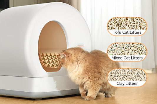 How to Prevent Urinary Tract Infections in Cats - Meowant