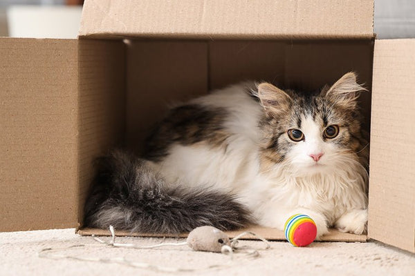 How to Stop Your Cat from Playing in the Litter Box - Meowant