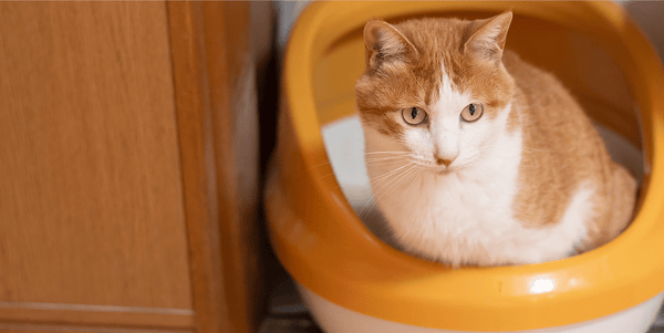 How to Stop Your Cat Pooping Outside the Litter Box - Meowant