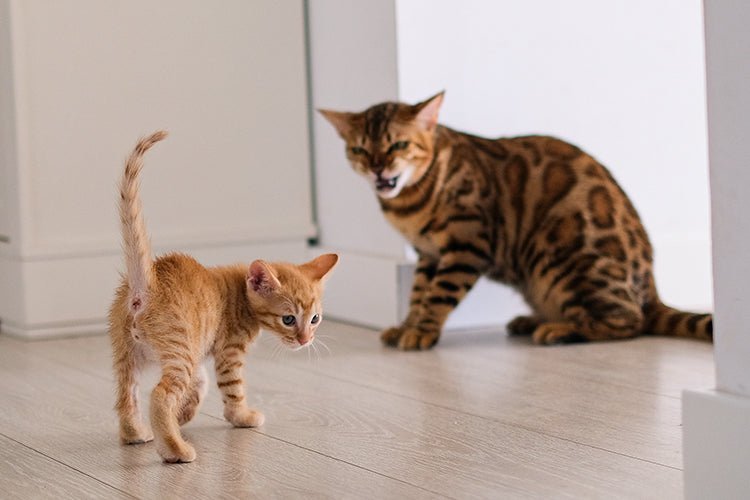 How to Successfully Introduce a New Pet to Your Resident - Meowant