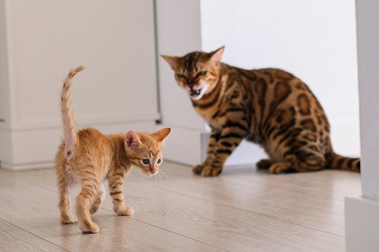How to Successfully Introduce a New Pet to Your Resident - Meowant