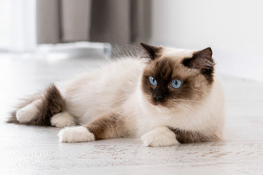 Choosing the Right Litter Box for a Ragdoll Cat